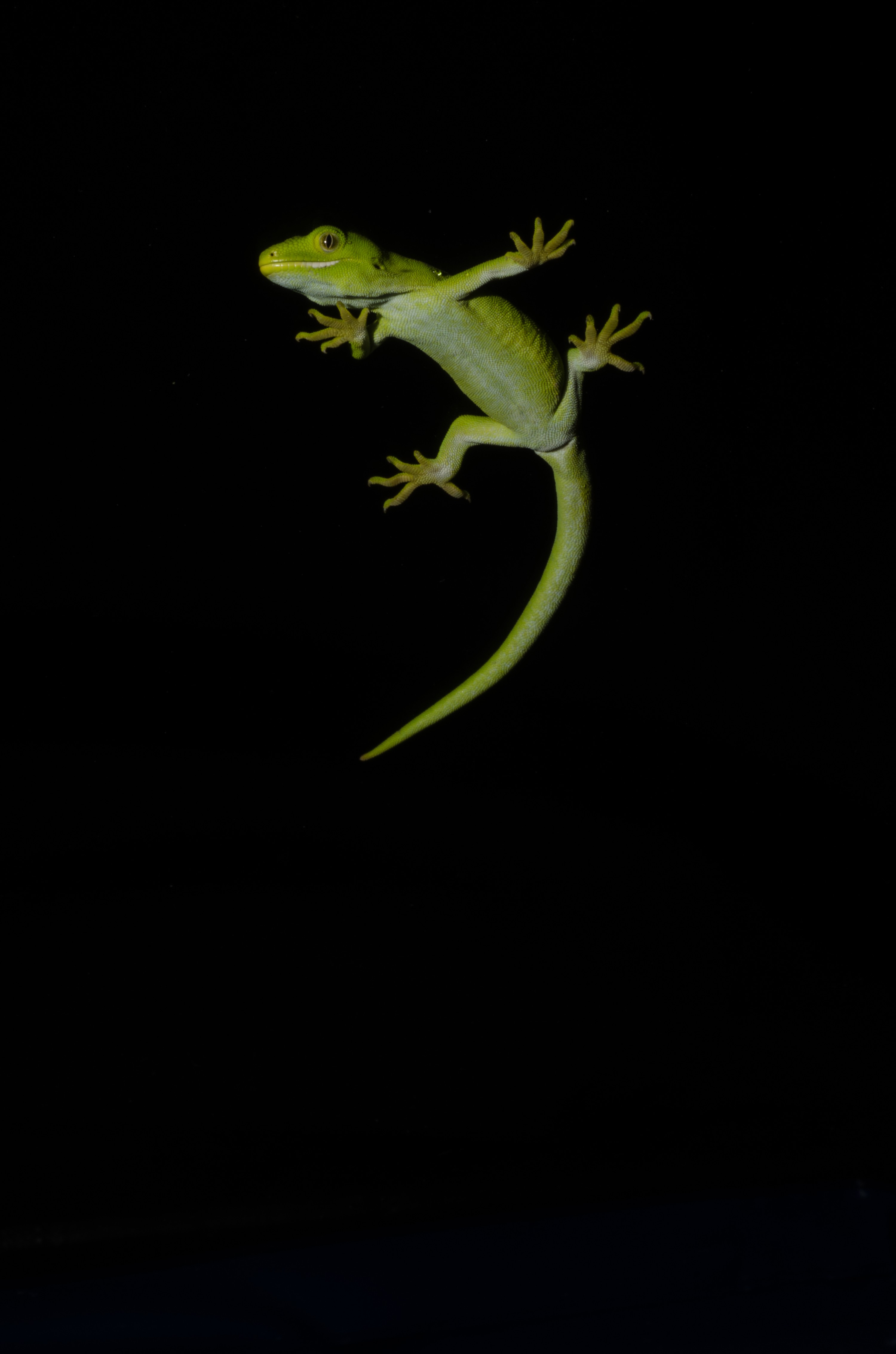 DSC_6052 – Auckland, green, gecko, Naultinus, elegans, elegans, home, lizard, Crispin, reptiles, amphibians, rare, cold, blood, new, new zealand, zealand, nz